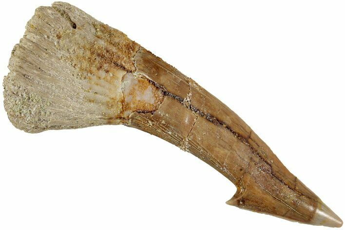 Fossil Sawfish (Onchopristis) Rostral Barb - Morocco #231007